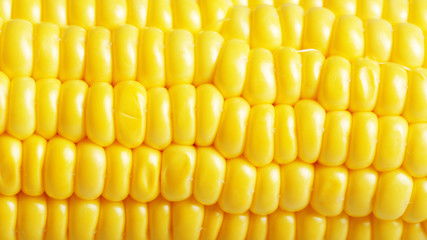 Ripe fresh organic sweet corncob closeup background