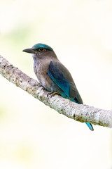 Indochinese Roller perching on a perch with blur pale green background