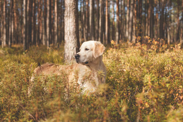 Golden retriever in autumn forest