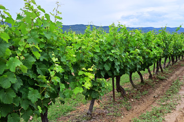 Fototapeta na wymiar Vineyard Provence, France