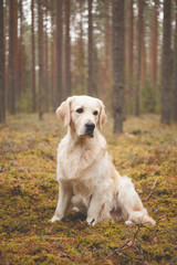 Golden retriever in autumn forest