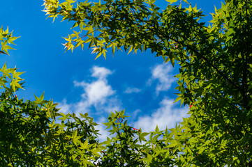 Young spring bright green leaves on branches of Acer Palmatum maple on background of blue sky. Selective focus. Sunny spring day. Place for your text.