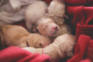 Newborn golden retriever puppy