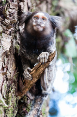 Motion portrait of a marmoset