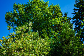 Beautiful green crown of mighty red oak rises above evergreen garden against blue cloudless spring sky. Selective focus. Red oak is over 70 years old. Nature concept for design.
