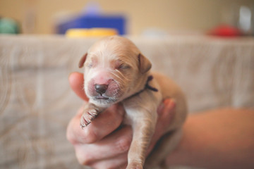 Newborn golden retriever puppy in hands