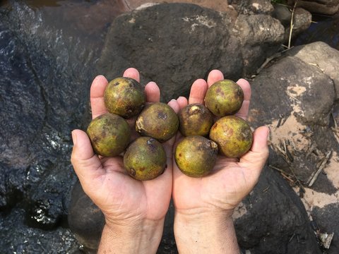 Maca&uacute;ba Fruit on Hands