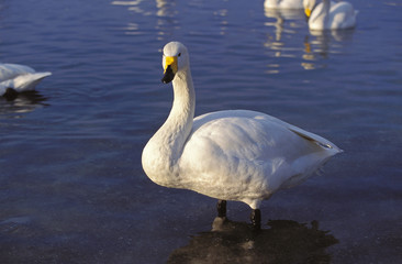 CYGNE CHANTEUR cygnus cygnus