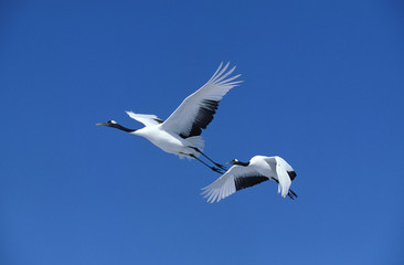 GRUE DU JAPON grus japonensis