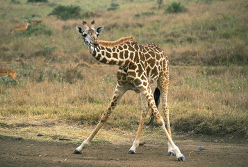 GIRAFE DE ROTHSCHILD giraffa camelopardalis rothschildi