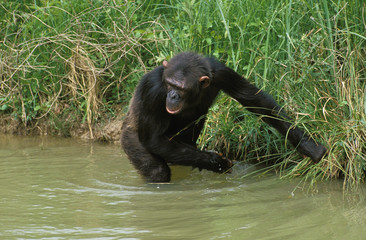 CHIMPANZE pan troglodytes