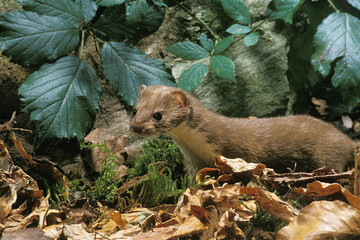 BELETTE mustela nivalis