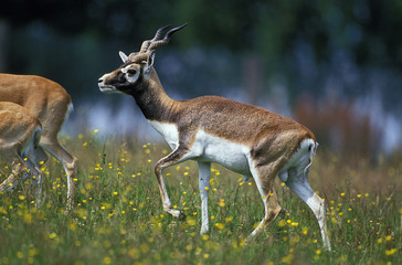 Naklejka na ściany i meble ANTILOPE CERVICAPRE antilope cervicapra