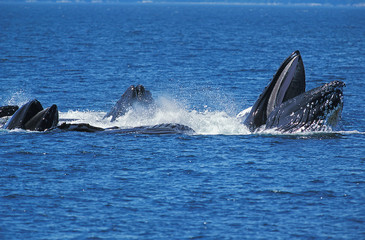 BALEINE A BOSSE megaptera novaeangliae