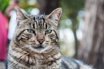 Brown cat looking to the camera © Colozio