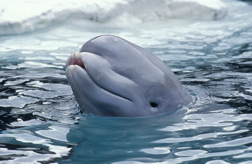 Naklejka premium BELUGA delphinapterus leucas