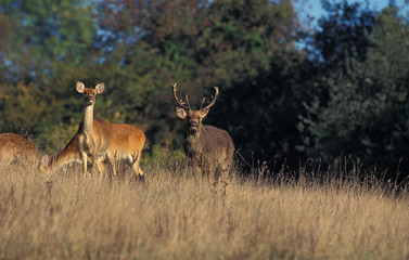 CERF BARASINGHA cervus duvauceli