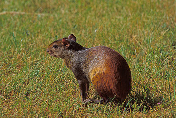 AGOUTI dasyprocta agouti