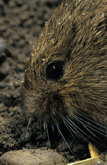 CAMPAGNOL DES CHAMPS microtus arvalis