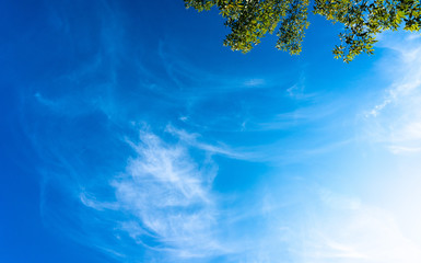 Blue sky and cirrus clouds. Green leaves of the tree - obrazy, fototapety, plakaty