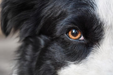 Portrait of a border collie, eye close up