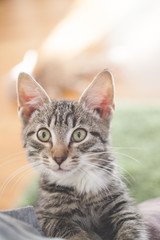 Fototapeta premium Kotek z głową w paski