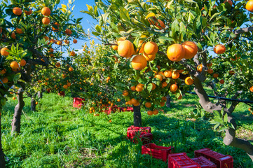 Orange harvest time