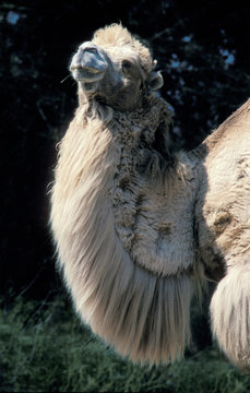 CHAMEAU DOMESTIQUE camelus bactrianus