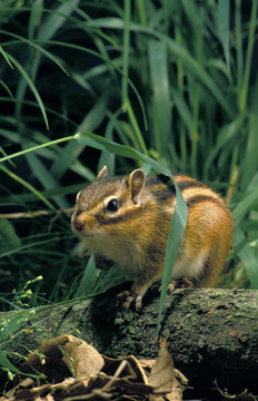 ECUREUIL DE COREE eutamia sibericus