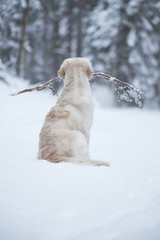 Golden retriever in snowy forest with stick