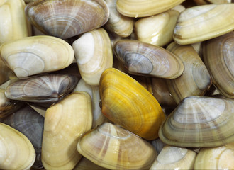 TELLINE donax trunculus