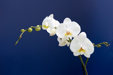 Orchidee, weiß, Orchideenzweig - 317283558