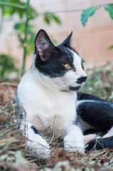 Black and white cat laying in the backyard