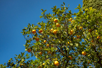 Orange fruit in tree