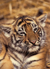 TIGRE DE SUMATRA panthera tigris sumatrae