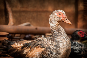Conceptual duck photo in the brown backyard