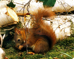 ECUREUIL ROUX sciurus vulgaris