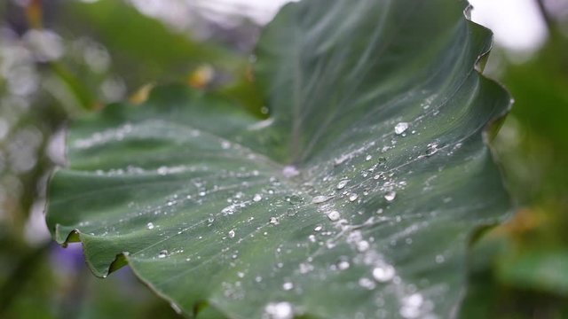 Rain falling on a giant leaf, water droplet hydrophobic effect Montpellier Moco garden 
