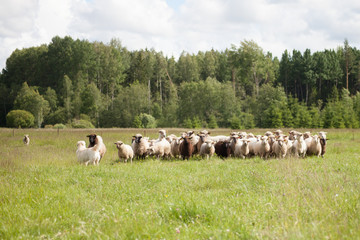 Obraz premium Dog and sheep in the meadow