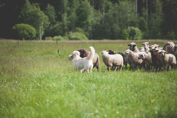 Obraz na płótnie Canvas Dog and sheep in the meadow