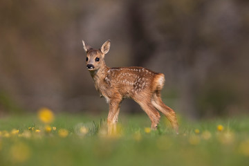 CHEVREUIL capreolus capreolus