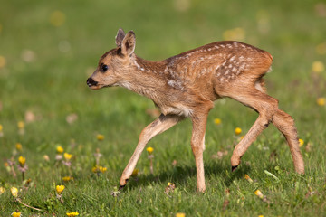 CHEVREUIL capreolus capreolus