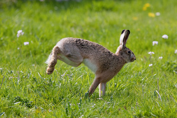 LIEVRE D'EUROPE lepus europaeus