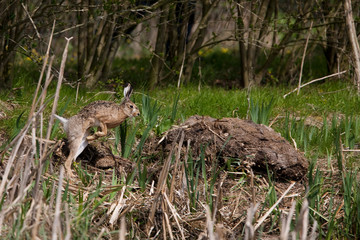 LIEVRE D'EUROPE lepus europaeus