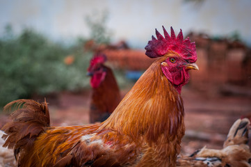 Portrait of a chicken looking at the camera in a rural area