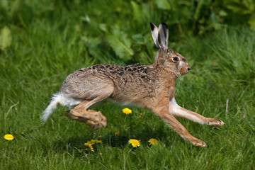LIEVRE D'EUROPE lepus europaeus