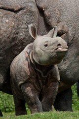 Obraz premium RHINOCEROS INDIEN rhinoceros unicornis