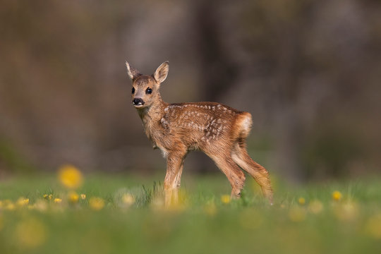 CHEVREUIL capreolus capreolus