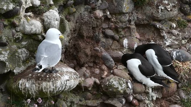 Black-legged kittiwake (Rissa tridactyla) and razorbills (Alca torda) nesting in sea cliff face at seabird colony, Scotland, UK
