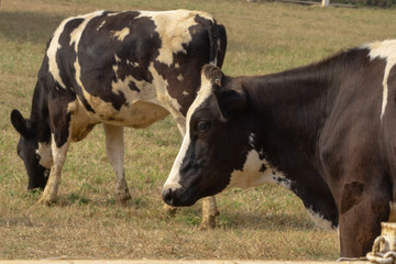 Black pied cow, in the thailand, standing on green grass in a meadow pasture.